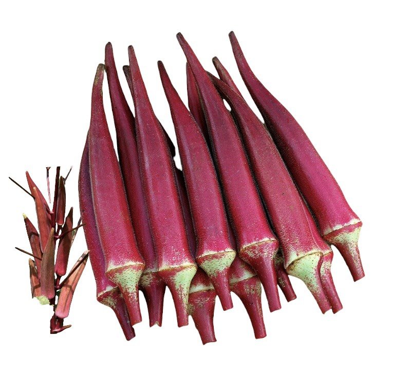 Hạt Giống Đậu Bắp Đỏ Cao Sản
