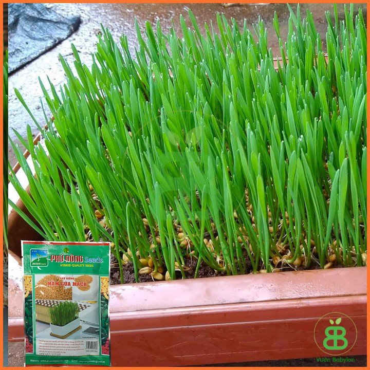 Hạt Giống Cỏ Lúa Mì 100gr Dễ Trồng, Thơm Ngon 3