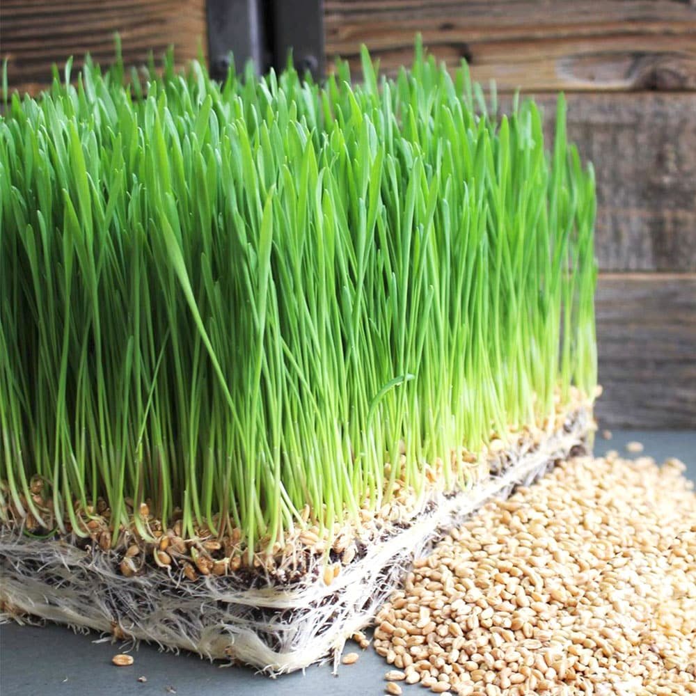 Hạt Giống Cỏ Lúa Mì 100gr Dễ Trồng, Thơm Ngon