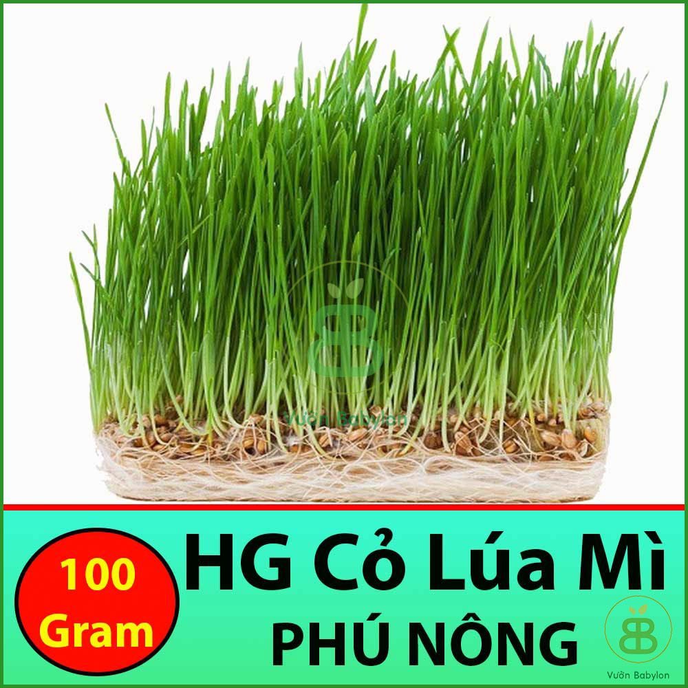 Hạt Giống Cỏ Lúa Mì 100gr Dễ Trồng, Thơm Ngon 2