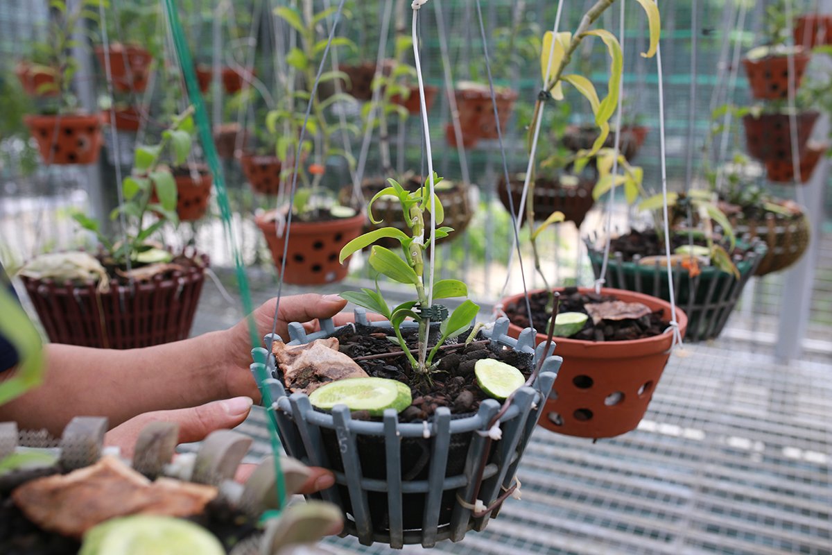 Móc Sắt Treo Chậu Cây Cảnh – Chậu Lan 3