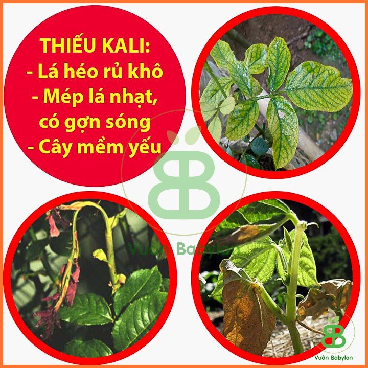 Phân Bón Siêu Kali ( Kali đỏ) – 500G 3