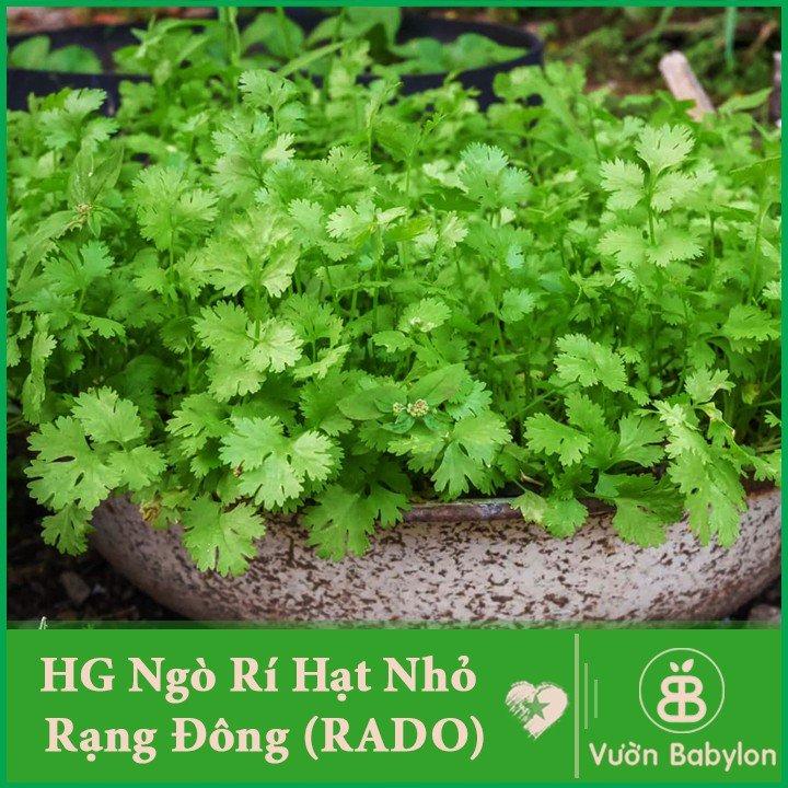 Hạt giống Ngò hạt lớn Đại Phát TN 62 – Gói 20 gram 3