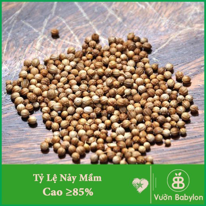 Hạt giống Ngò hạt lớn Đại Phát TN 62 – Gói 20 gram 2
