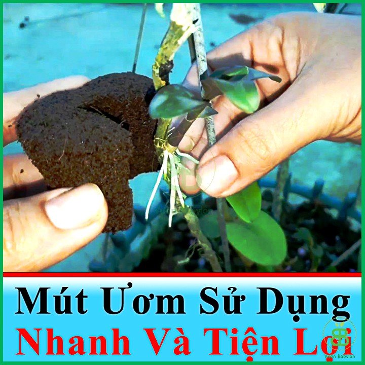 Viên Mút Ươm Kie Hữu Cơ Dành Cho Hoa Lan Phi Điệp Peatmoss Hà Lan 2