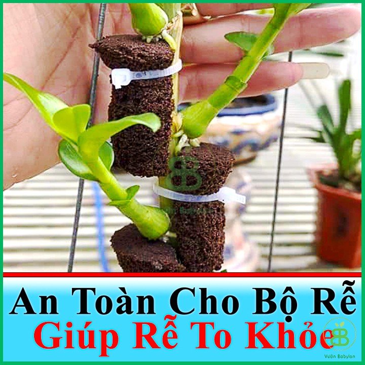 Viên Mút Ươm Kie Hữu Cơ Dành Cho Hoa Lan Phi Điệp Peatmoss Hà Lan 3