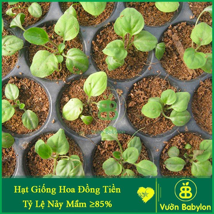 Hạt Giống Hoa Đồng Tiền Lùn Gerbera Mix FVN-Gói 5 Hạt 2