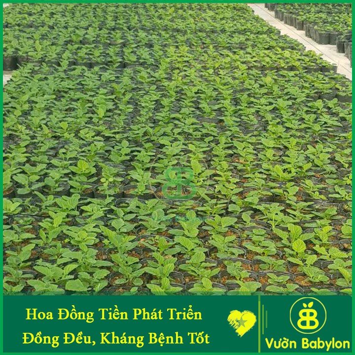Hạt Giống Hoa Đồng Tiền Lùn Gerbera Mix FVN-Gói 5 Hạt 3