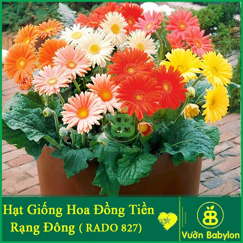 Hạt Giống Hoa Đồng Tiền Lùn Gerbera Mix FVN-Gói 5 Hạt