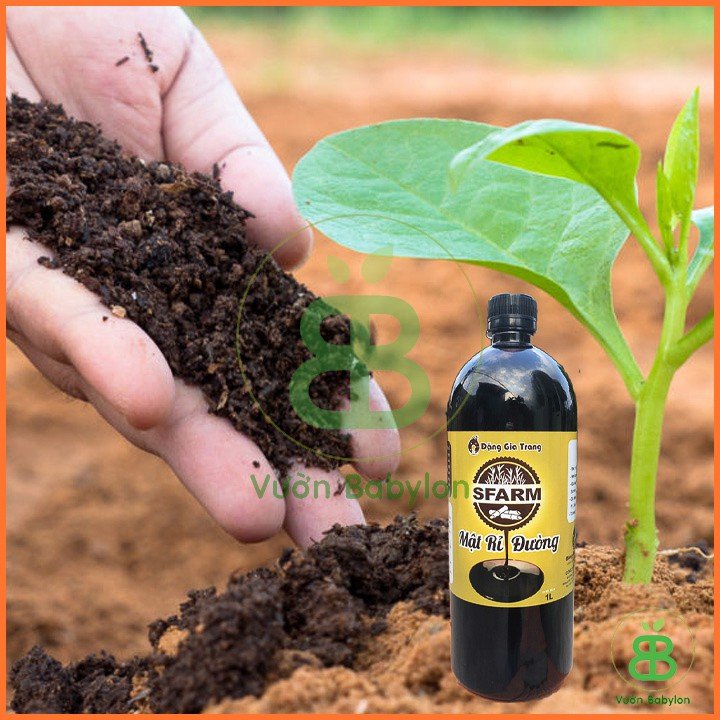 Mật Rỉ Đường Sfarm Chai 1 Lít – Nuôi cấy vi sinh, ủ phân bón, xử lý rác thải hữu cơ 3