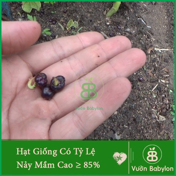 Hạt Giống Mồng Tơi Cao Sản 20Gr 2