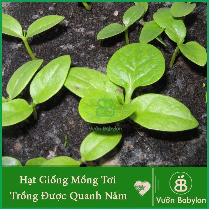 Hạt Giống Mồng Tơi Cao Sản 20Gr 3