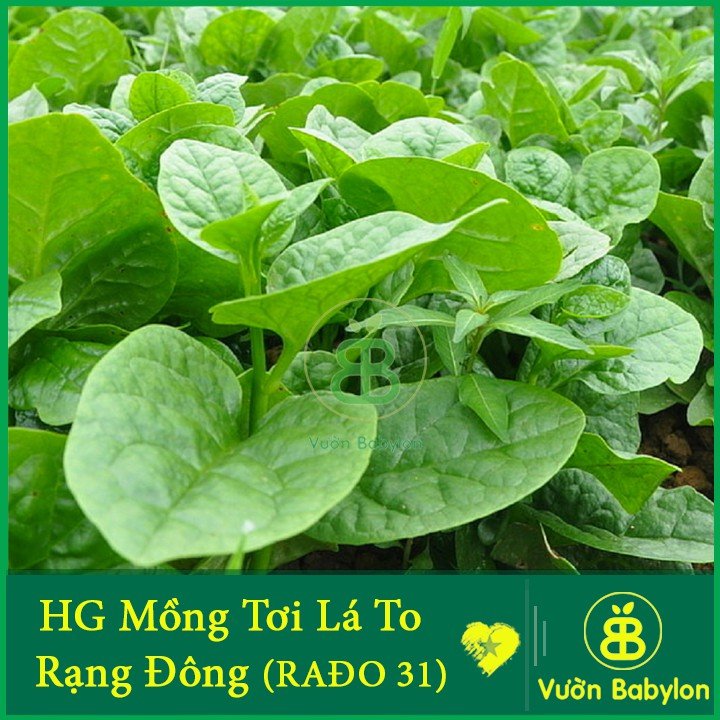 Hạt Giống Mồng Tơi Cao Sản 20Gr