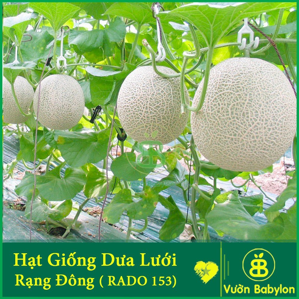 Hạt Giống Dưa Lưới Chịu Nhiệt, Siêu Năng Suất Gói 10 Hạt – Rado