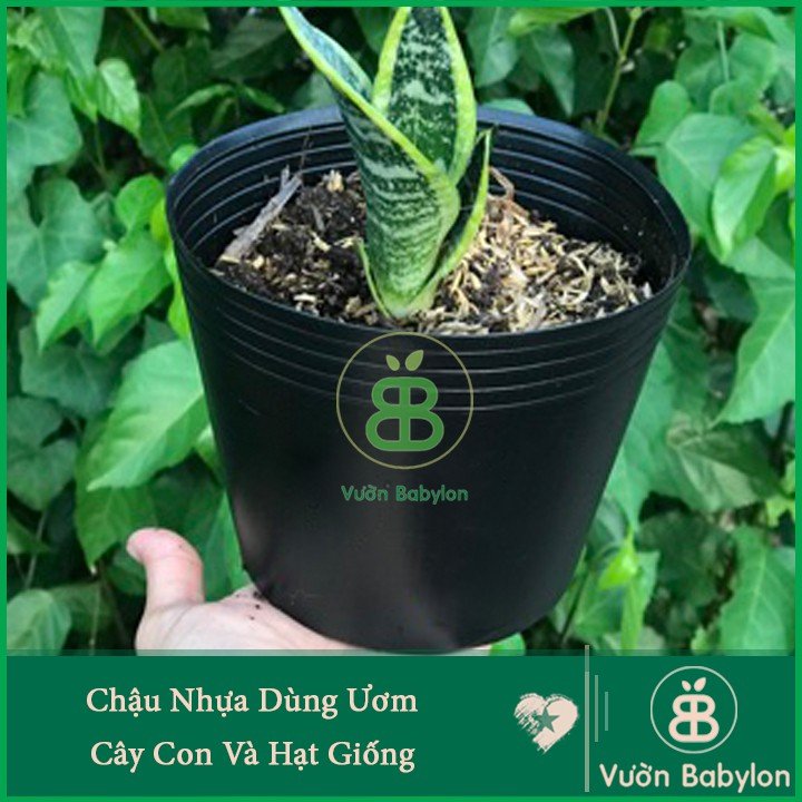 Chậu Nhựa C10 Chuyên Dùng Cho Ươm Cây Con 2