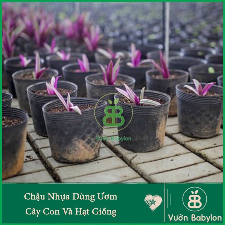 Chậu Nhựa C10 Chuyên Dùng Cho Ươm Cây Con 3