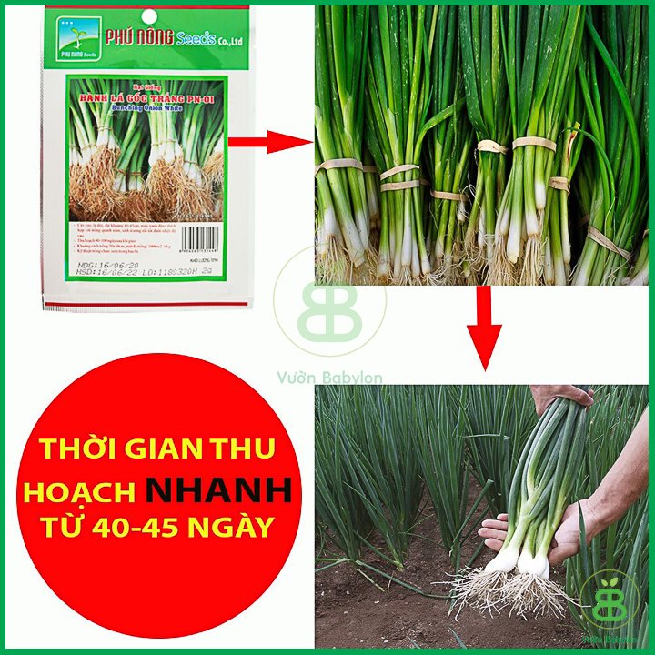 Hạt Giống Hành Lá Gốc Trắng Cao Sản – PN 3