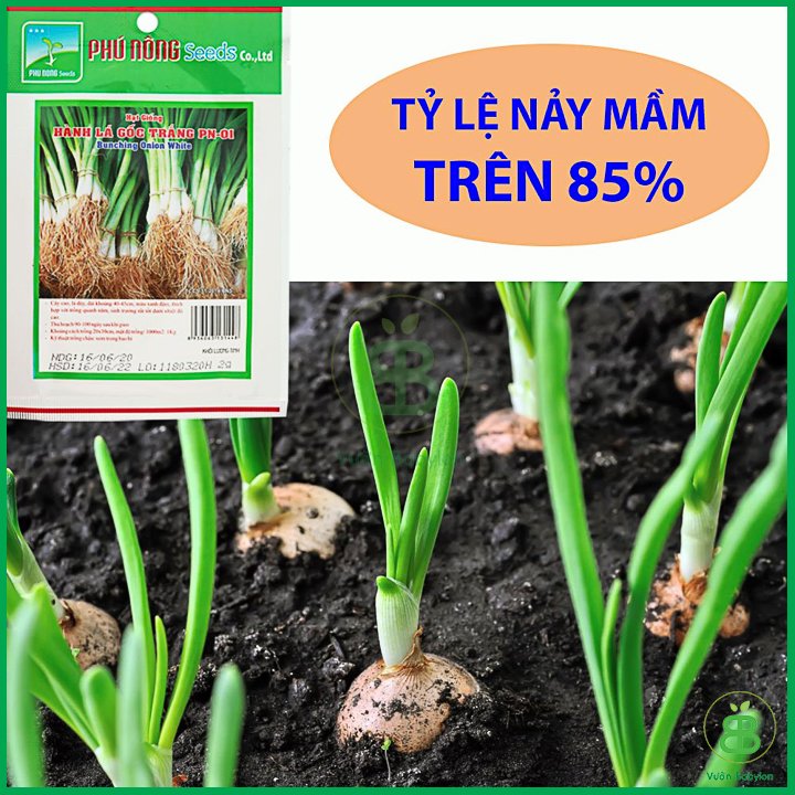 Hạt Giống Hành Lá Gốc Trắng Cao Sản – PN 2