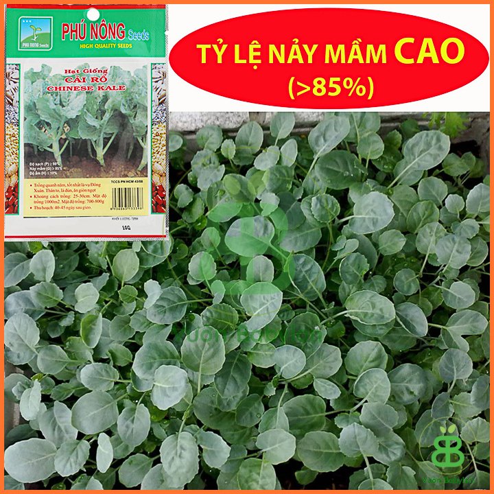 Hạt Giống Cải Rổ Mập (Cải Làn) 10Gr – PN 3