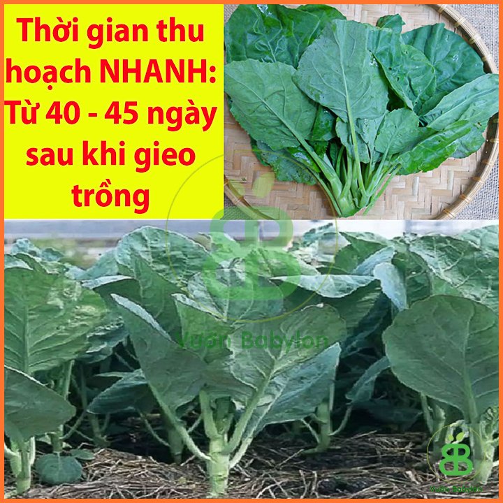 Hạt Giống Cải Rổ Mập (Cải Làn) 10Gr – PN 2
