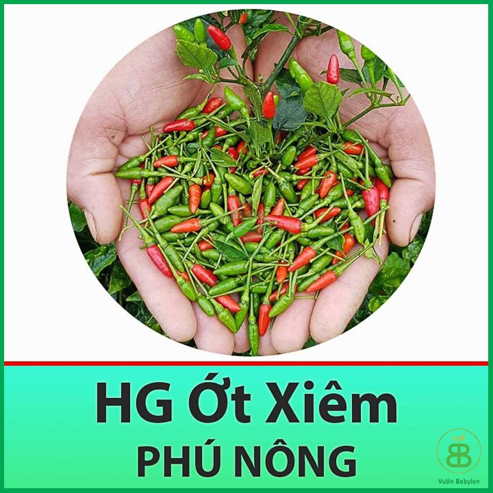 Hạt Giống Ớt Xiêm Thái Lan Dễ Trồng – PN 2