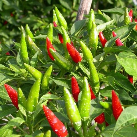 Hạt Giống Ớt Xiêm Thái Lan Dễ Trồng – PN