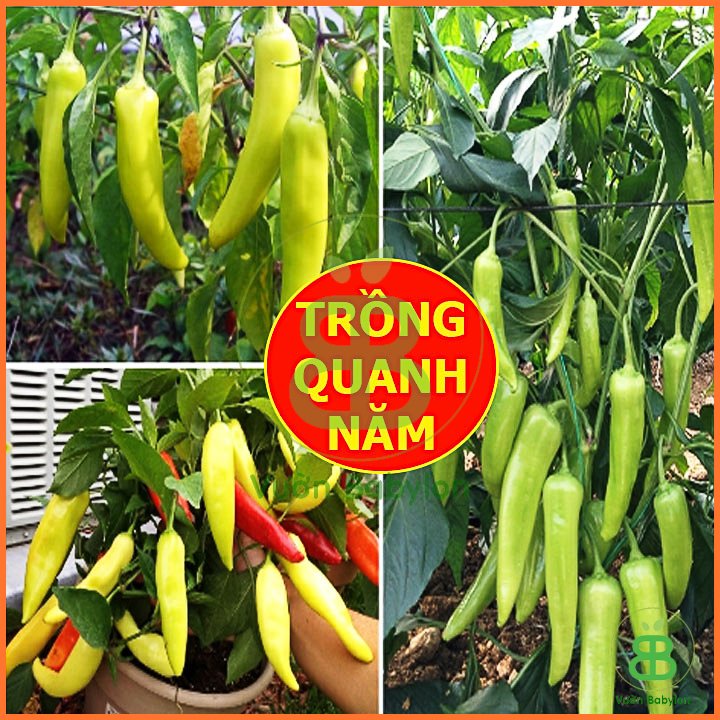 Hạt Giống Ớt Sừng Vàng F1 Sai Trái – PN 2