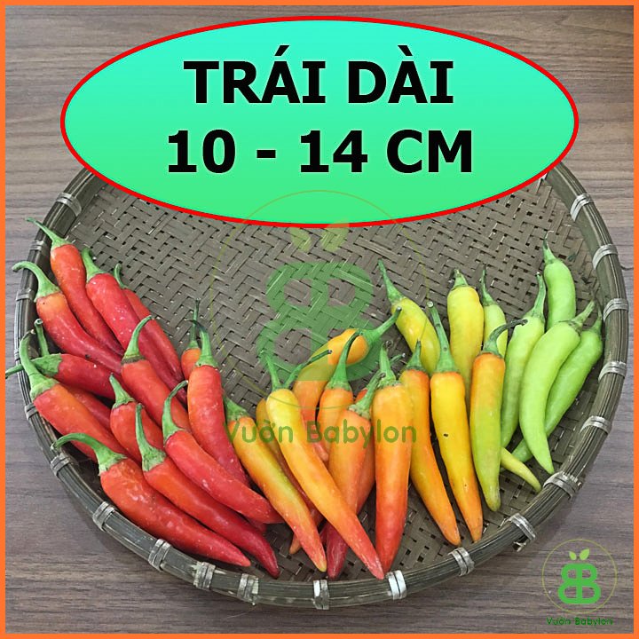Hạt Giống Ớt Sừng Vàng F1 Sai Trái – PN 3