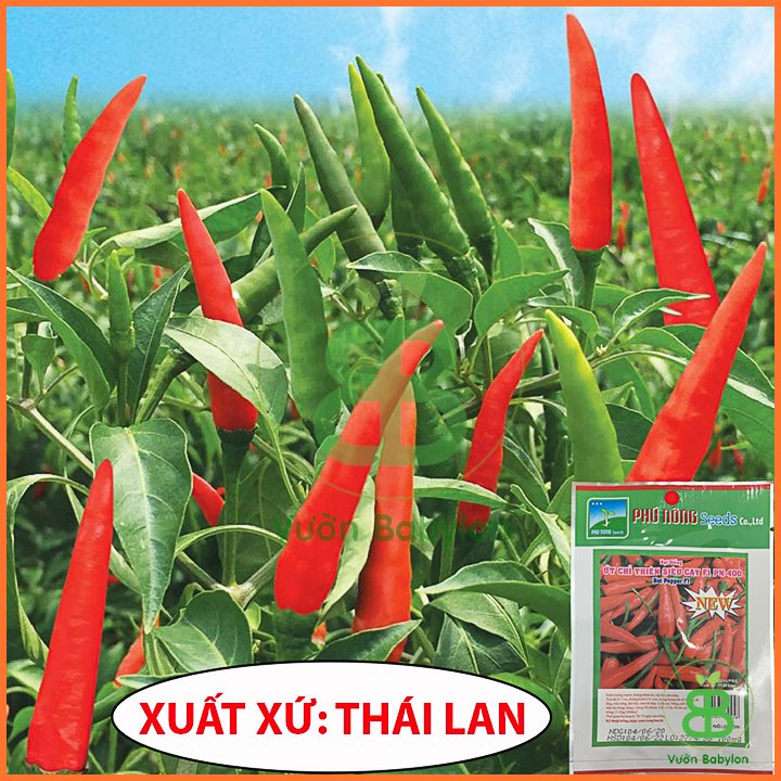 Hạt Giống Ớt Chỉ Thiên Siêu Cay – PN 3