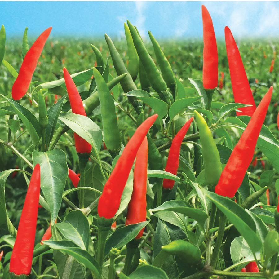 Hạt Giống Ớt Chỉ Thiên Siêu Cay – PN