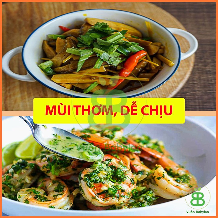 Hạt Giống Ngò Gai (Mùi Tàu) 5Gr – PN 2