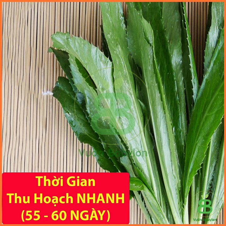 Hạt Giống Ngò Gai (Mùi Tàu) 5Gr – PN 3