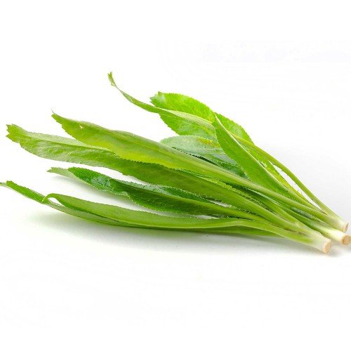 Hạt Giống Ngò Gai (Mùi Tàu) 5Gr – PN