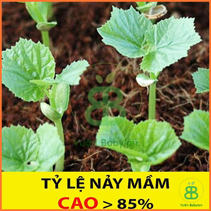 Hạt Giống Mướp Hương F1 – PN 3