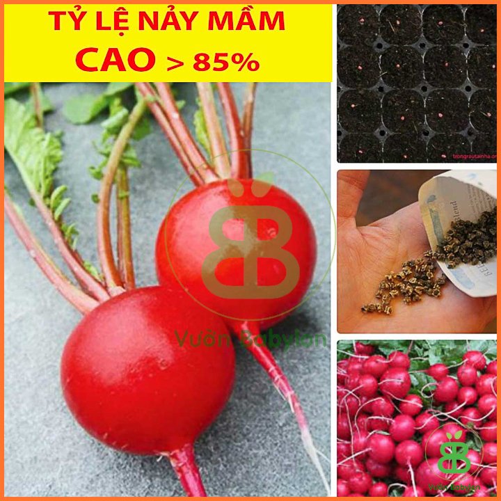 Hạt Giống Củ Cải Mini Đỏ Năng Suất Cao 5Gr – PN 2