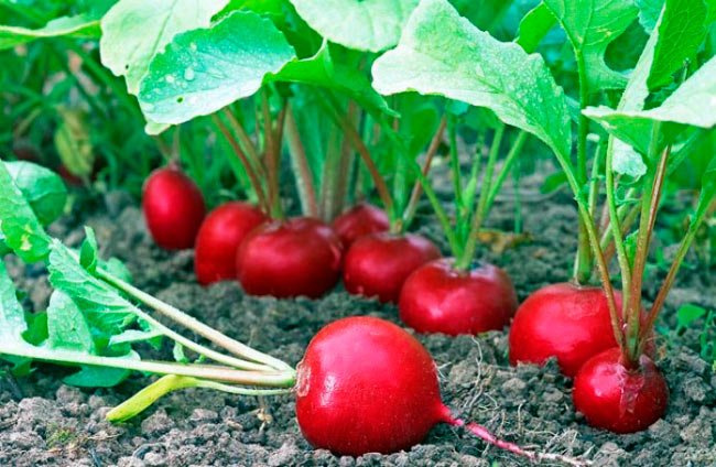 Hạt Giống Củ Cải Mini Đỏ Năng Suất Cao 5Gr – PN