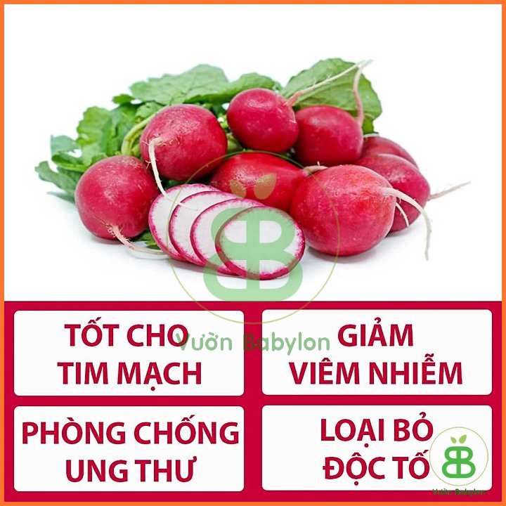 Hạt Giống Củ Cải Mini Đỏ Năng Suất Cao 5Gr – PN 3