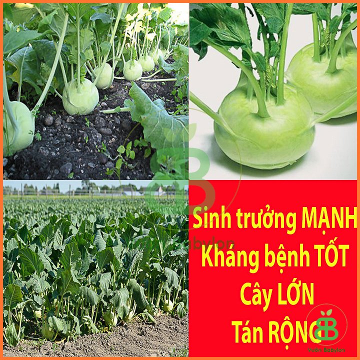 Hạt Giống Su Hào Xanh 2Gr – PN 3