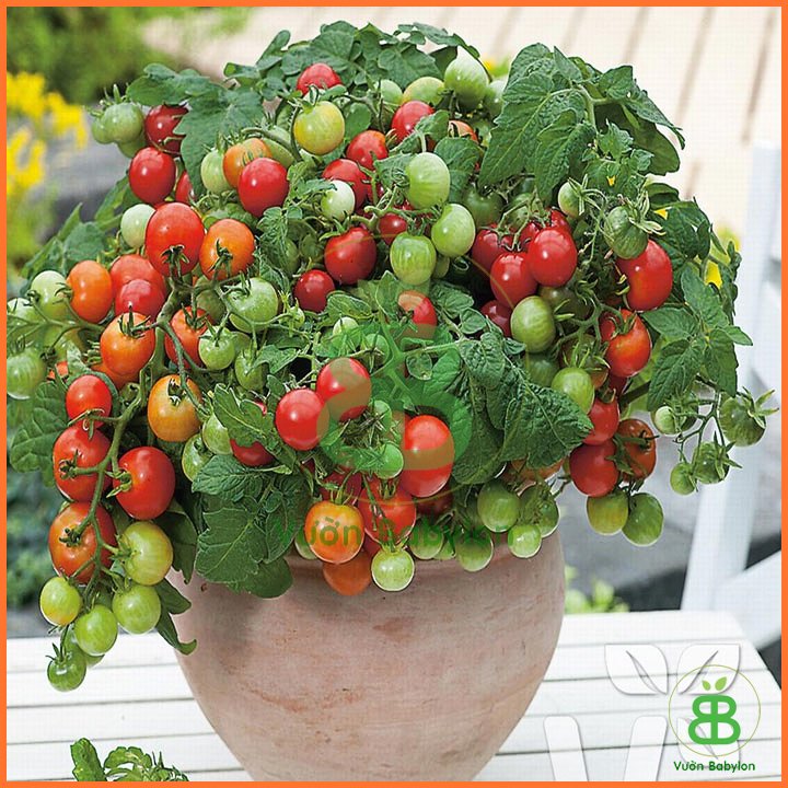 Hạt Giống Cà Chua Bi Đỏ Lùn Trồng Chậu – FVN 2