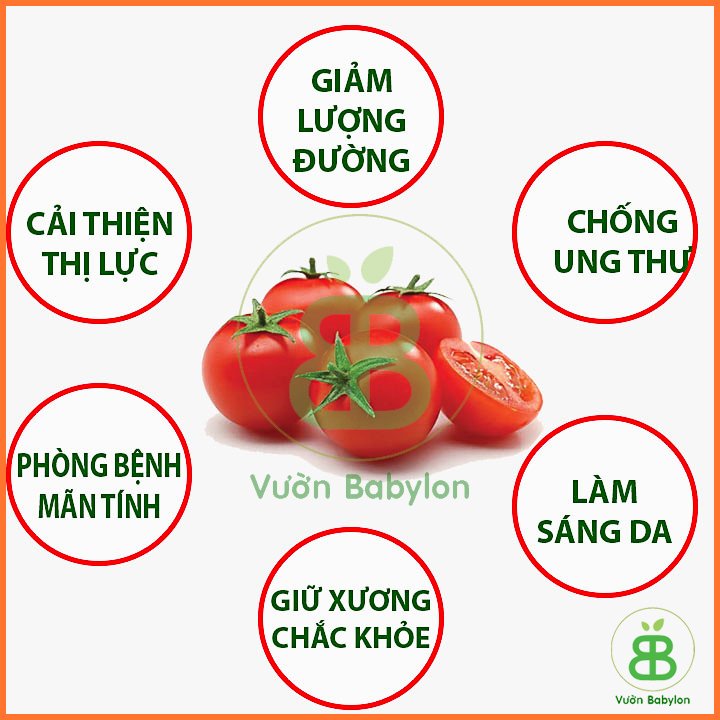 Hạt Giống Cà Chua Bi Đỏ Lùn Trồng Chậu – FVN 3