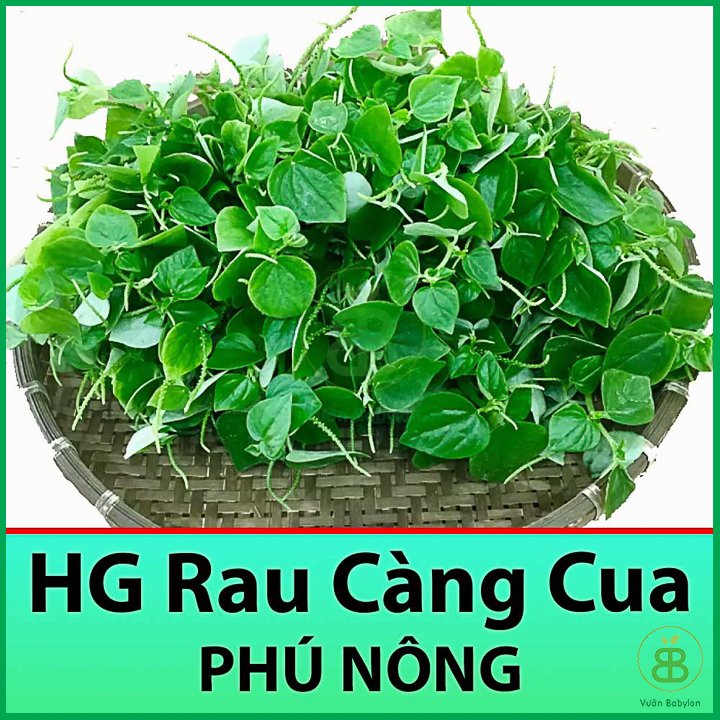 Hạt Giống Rau Càng Cua 0,5Gr Dễ Trồng – – PN 2