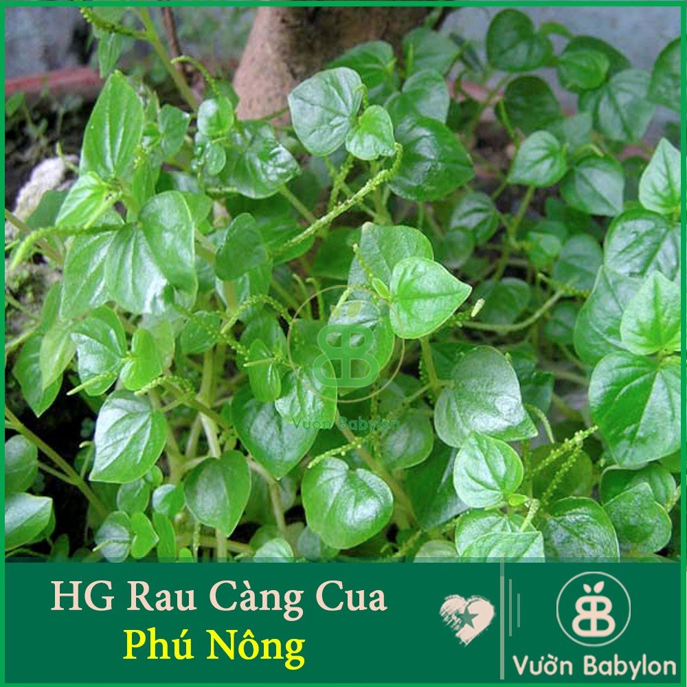 Hạt Giống Rau Càng Cua 0,5Gr Dễ Trồng – – PN