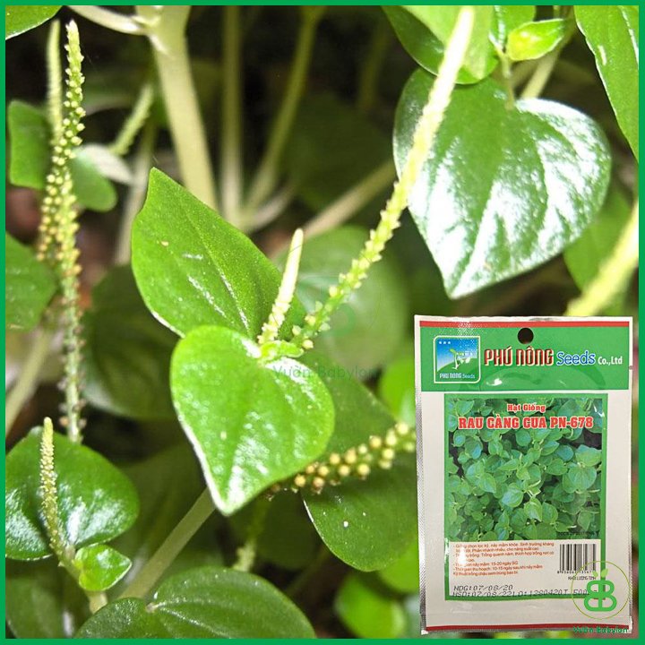 Hạt Giống Rau Càng Cua 0,5Gr Dễ Trồng – – PN 3