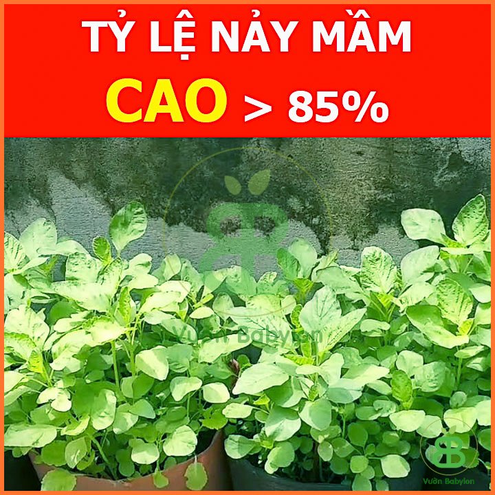 Hạt Giống Rau Dền Cơm 10Gr – PN 3