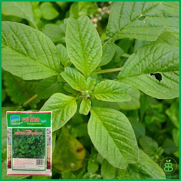 Hạt Giống Rau Dền Cơm 10Gr – PN 2