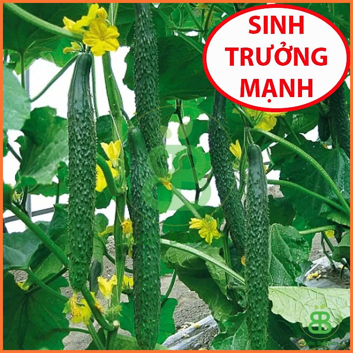 Hạt Giống Dưa Leo NHẬT F1 Tỉ Lệ Nảy Mầm Cao – PN 2