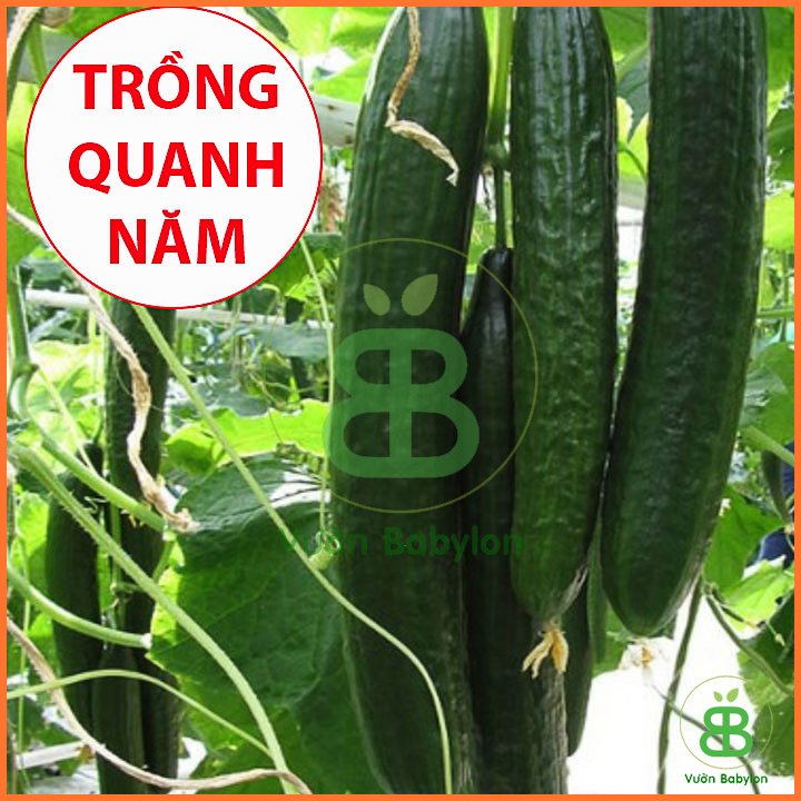 Hạt Giống Dưa Leo NHẬT F1 Tỉ Lệ Nảy Mầm Cao – PN 3
