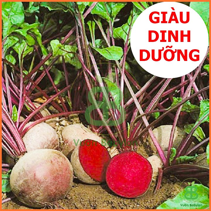 Hạt Giống Củ Dền Đỏ 5Gr RADO 3