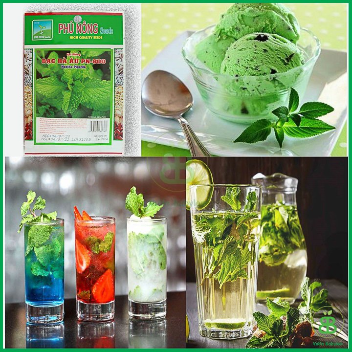 Hạt Giống Húng Lũi 0,2Gr (Bạc Hà Âu) – PN 2