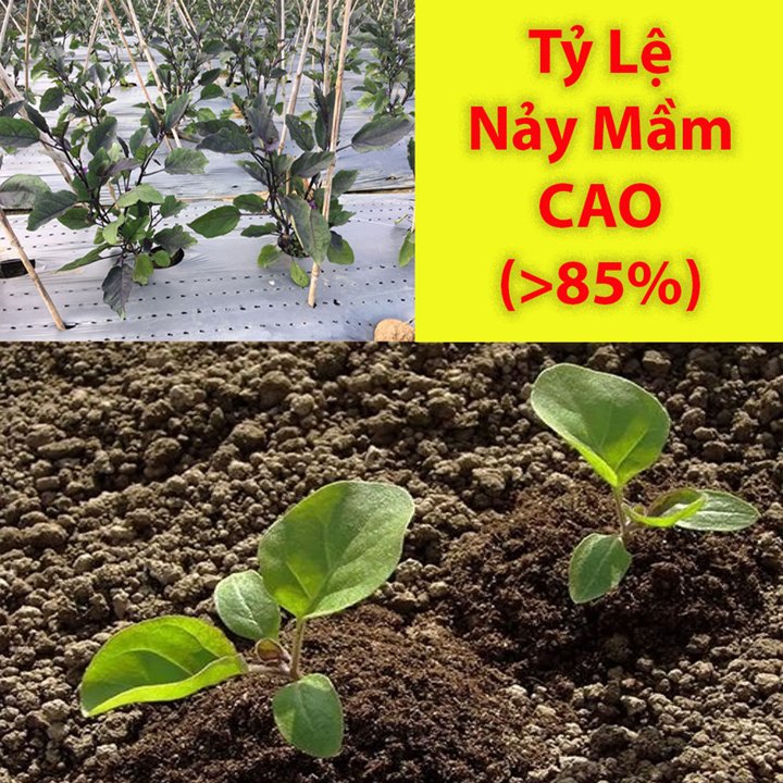 Hạt Giống Cà Tím Dài Cao Sản 0,2Gr Siêu Trái – PN 3
